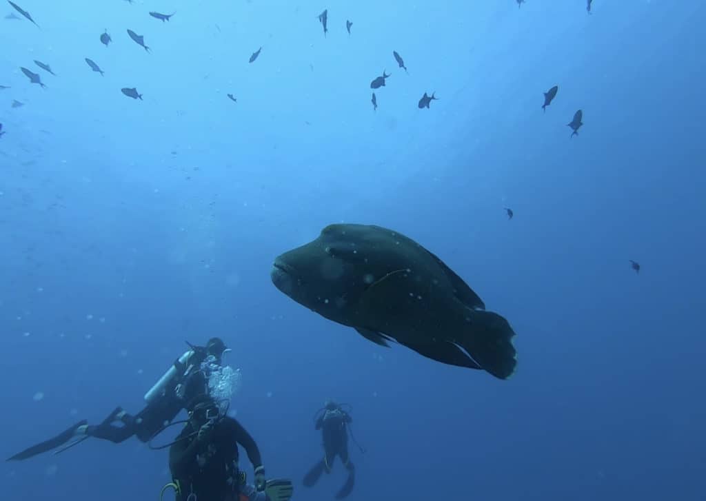 Napoleon Fish BAA Atoll Maldives