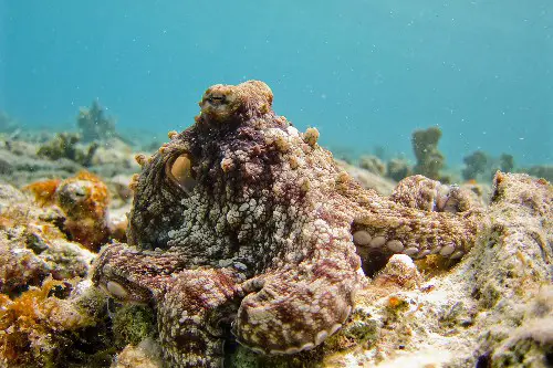 Octopus Closeup in Bonaire