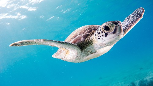 Turtles sanctuary in Bonaire's East Coast