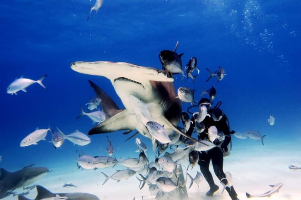 Diving WIth Sharks Can Be An Amazing Experience If Done Safely