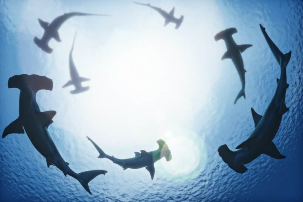 Observing Sharks' Behavior is Key To Enjoy Shark Diving