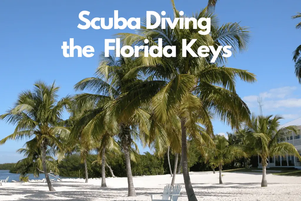 Ultimate GUide to Scuba DIve the Florida Keys