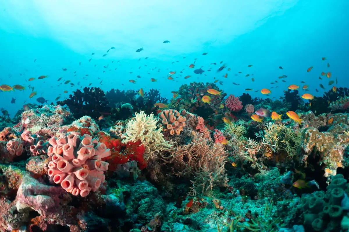 15 Best Scuba Diving Destinations in February 2024 – Scuba Diving Overload