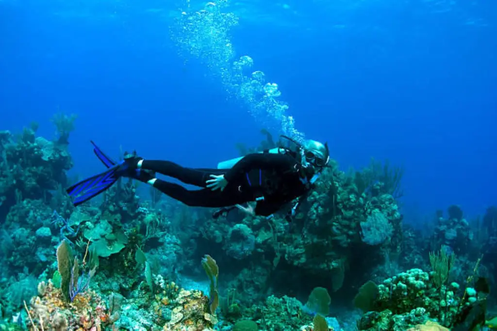 Vibrant coral reefs in the Bahamas