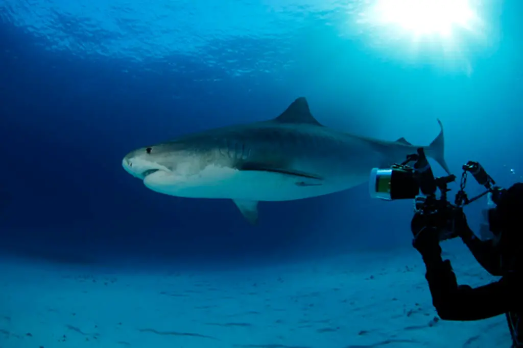 Tiger sharks are one of the biggest attractions in the Bahamas