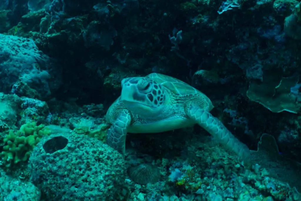 Encounters with turtles are super frequent in Mexico's pacific coast