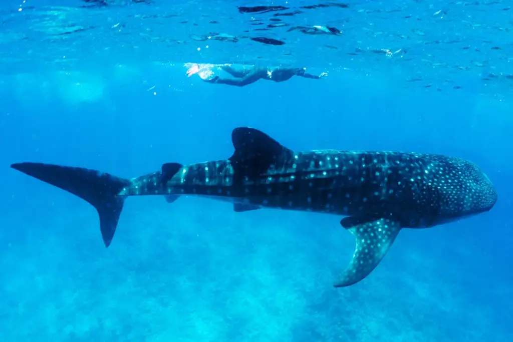 Whale shark encounters in the Galapagos Islands