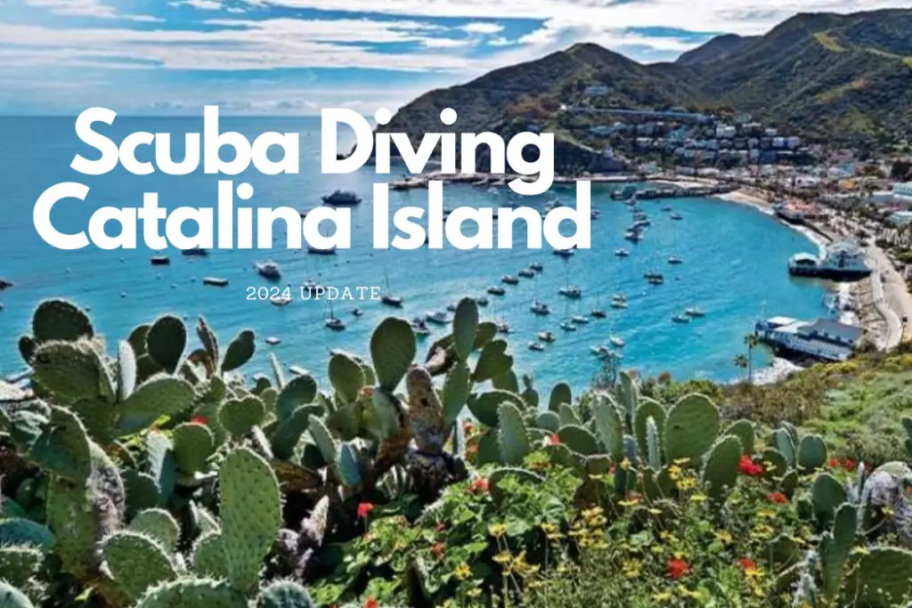 Scuba Diving Catalina Island