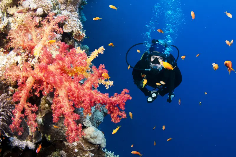 The Seychelles are the perfect diving destination for the whole family