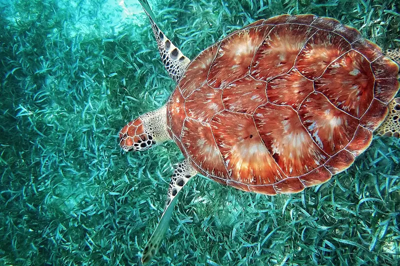 Belize is a scuba diver's heaven
