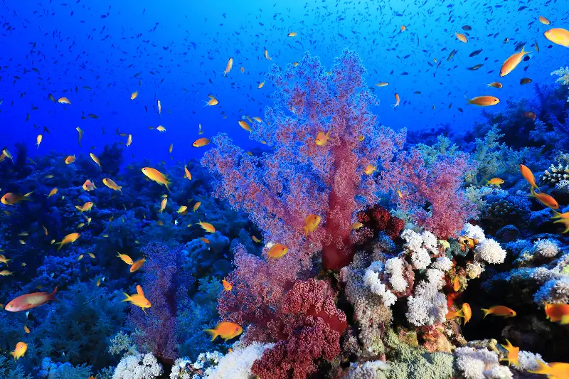 The Elphinstone reef is just one among the many amazing dive spots in the Southern Red Sea
