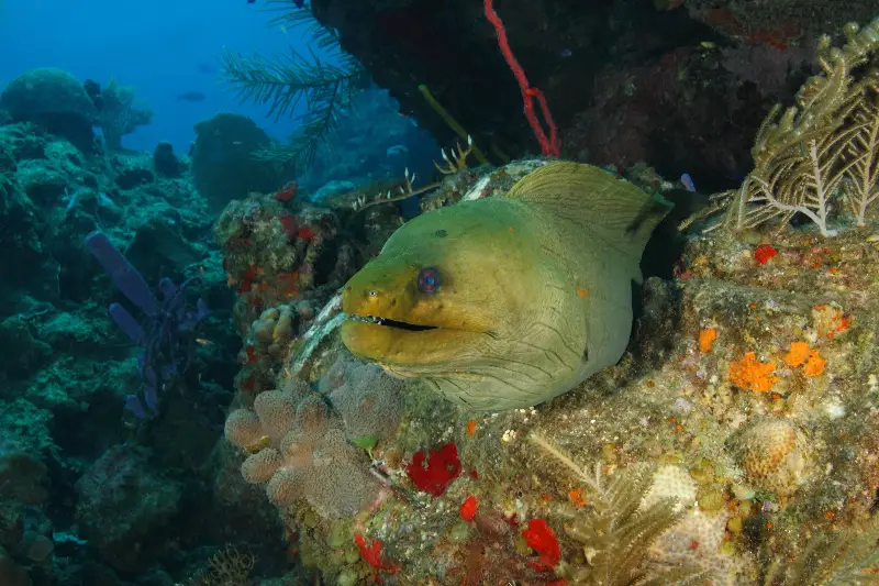 The Bay Islands, Honduras are the perfect scuba destination for divers of all levels