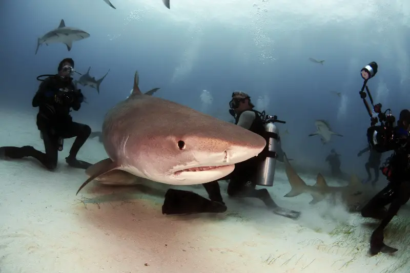 Scuba Diving in Tiger Beach