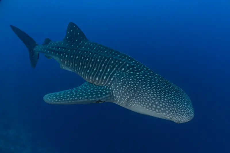 Whale Sharks spotting in Tubbataha National Park