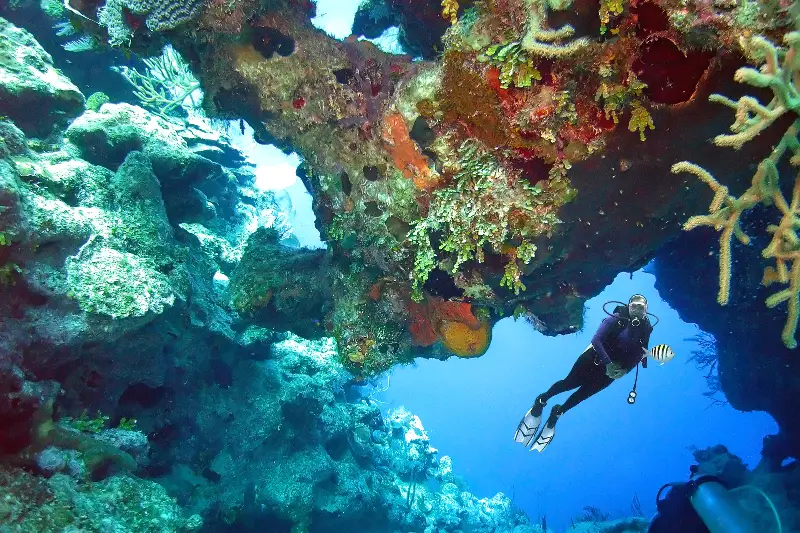 Turks and Caicos have some amazing reefs and coral formations